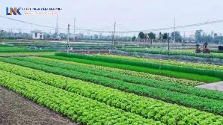Cho thuê đất là gì? Quy định về việc Nhà nước cho thuê đất