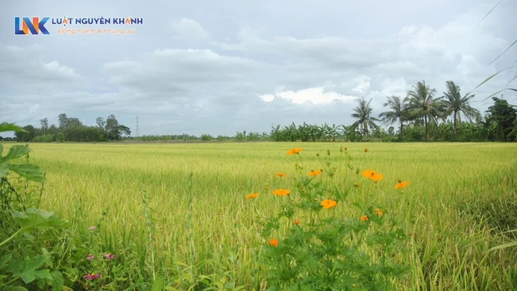 Thu hồi đất trồng lúa sẽ được bồi thường như thế nào?